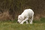 DOGUE ARGENTIN 130